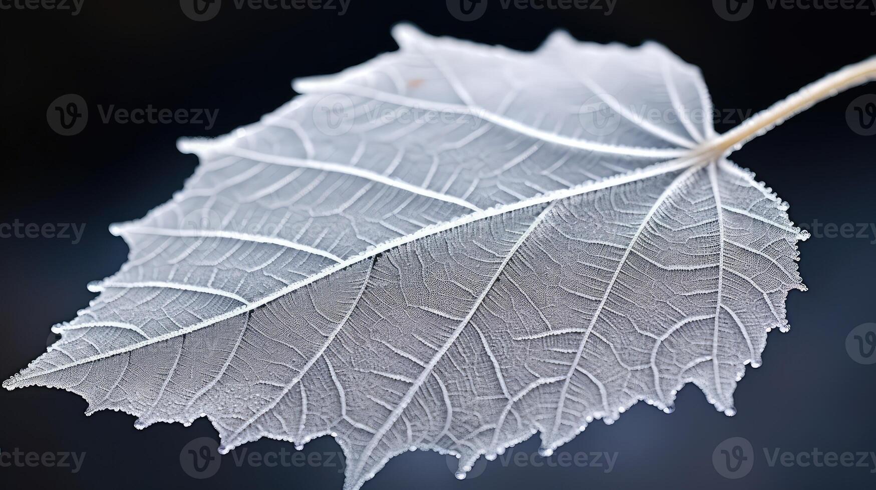 shimmering frosted texture photo