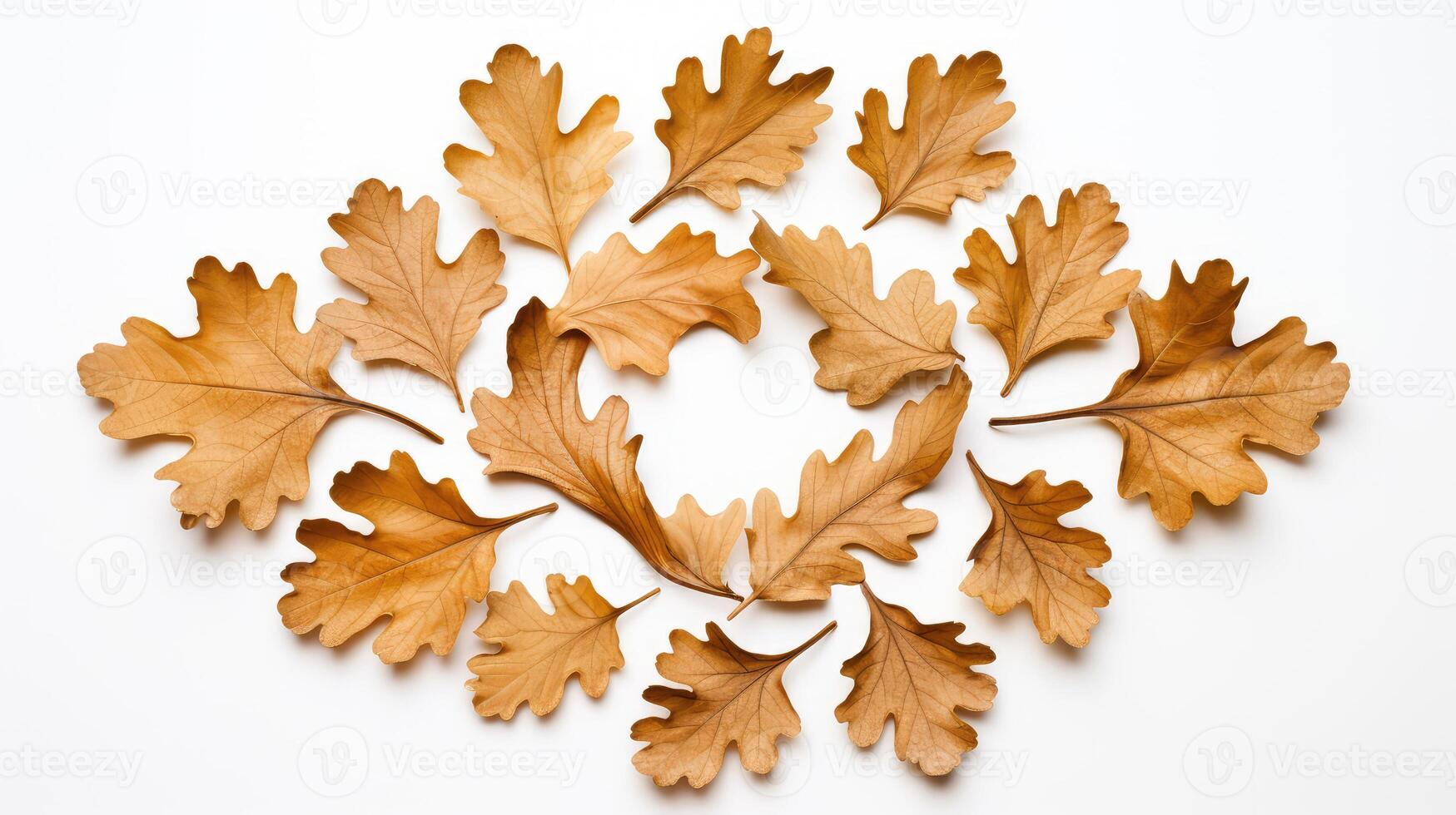 circular oak leaves white background photo