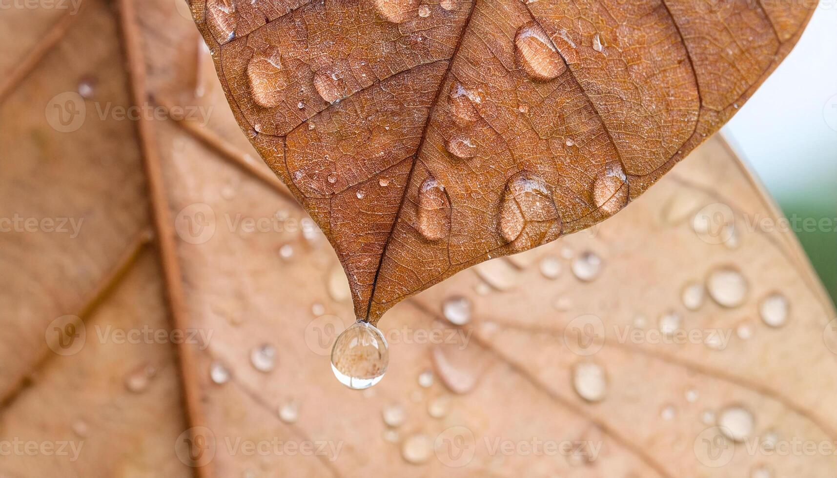 Crystal Dew Drop Resting on Green Leaf Macro photo