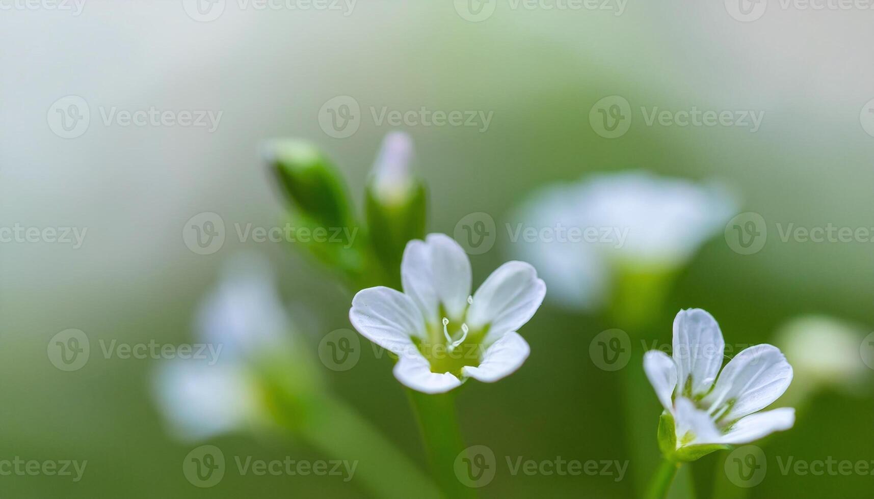 White Flower in Blurry Green Background photo