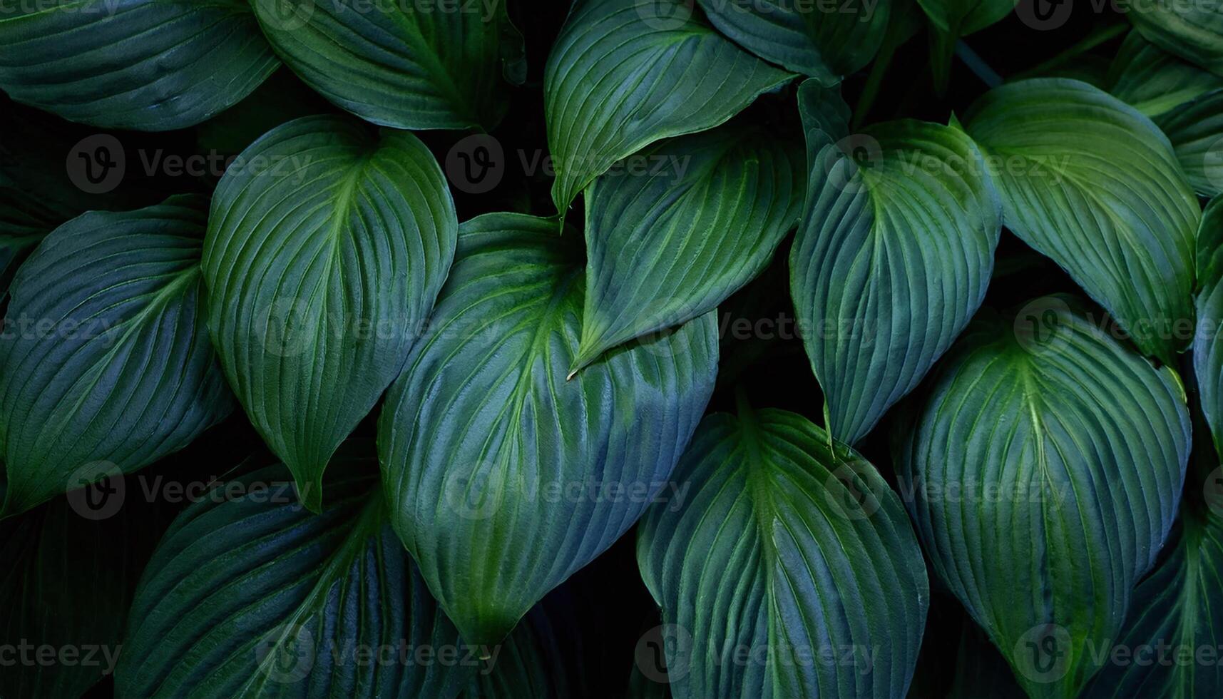 Green Leaves in Darkness photo
