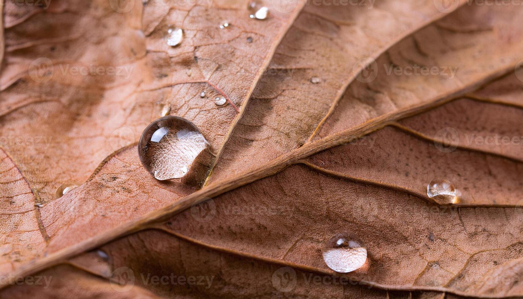 Dew Drop Resting on Green Leaf photo