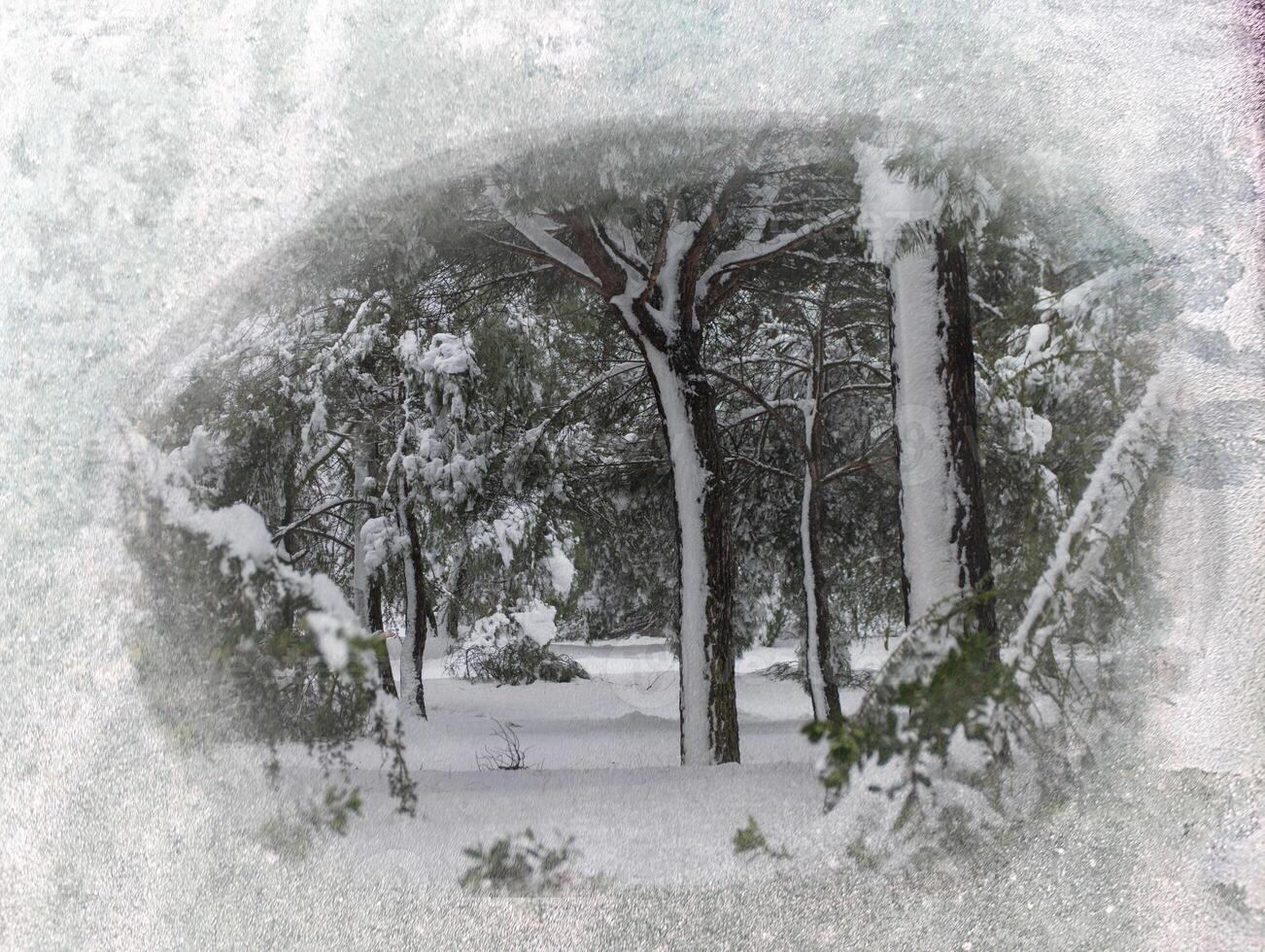 trees, winter, landscape, view, snow, white, park, cold, plants, snowdr photo