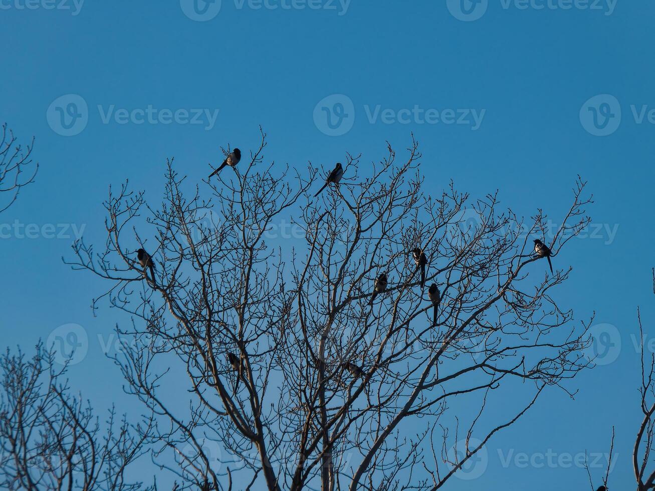 birds, animals, tree, branches, ornithology, photo
