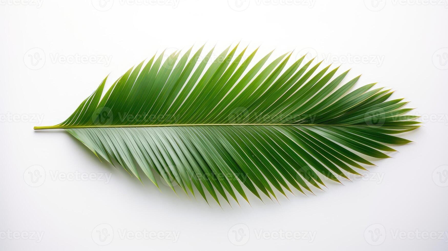 composition palm leaf white background photo