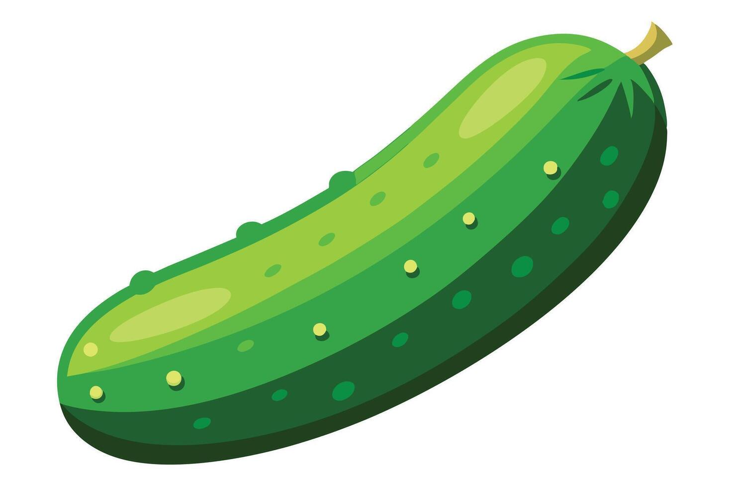 illustration of a fresh, whole cucumber vector