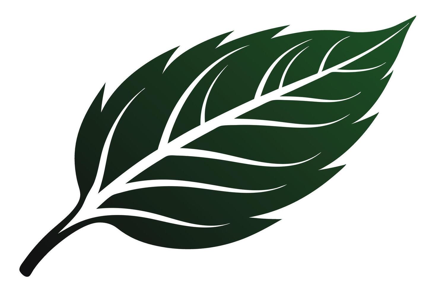 illustration of a detailed dark green leaf vector