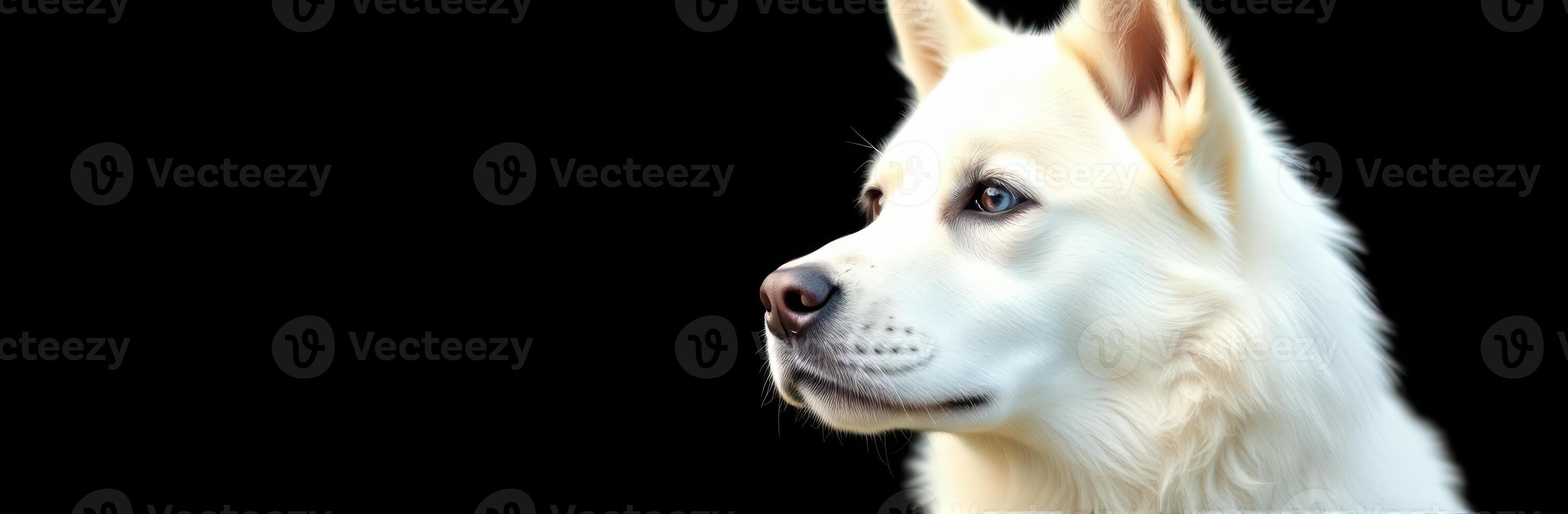 White dog with soft fur gazes thoughtfully against a dark background, showcasing its gentle features and expressive eyes photo