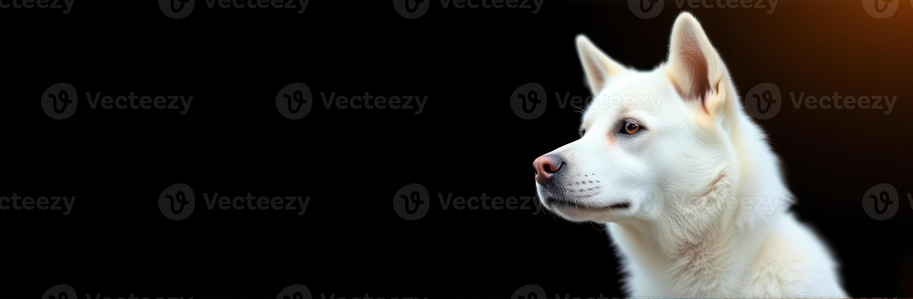 White dog with distinctive features gazes thoughtfully against a dark background during a quiet moment photo