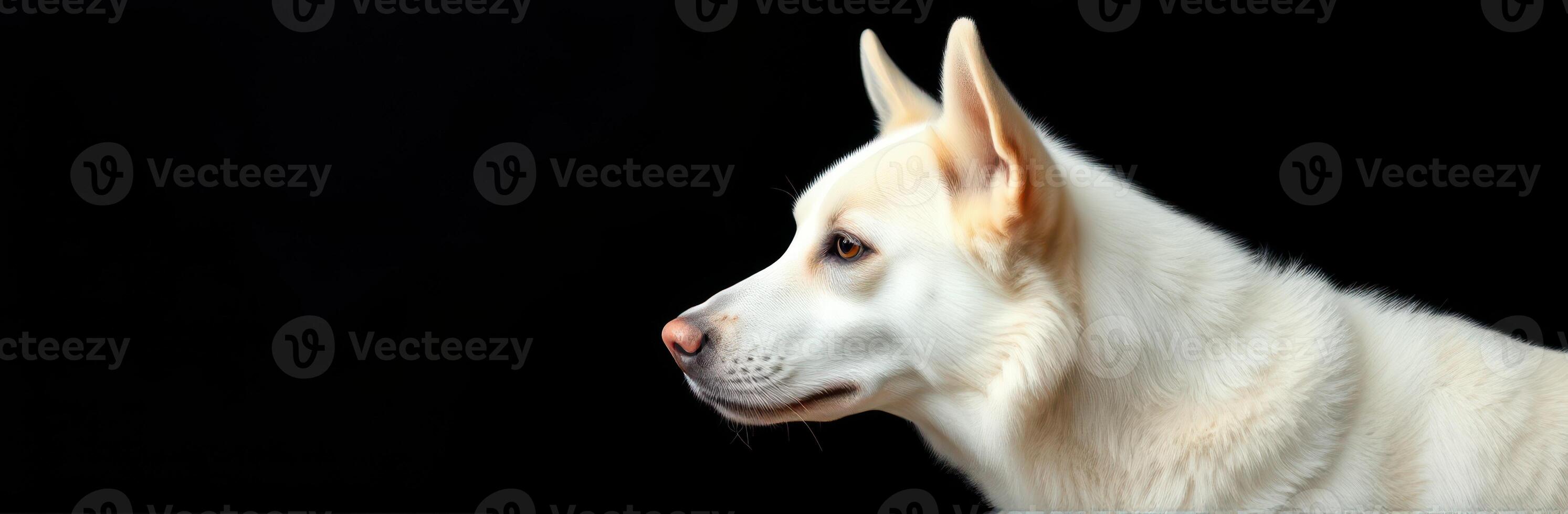 White dog profile against a dark background showcasing distinct features and calm demeanor photo