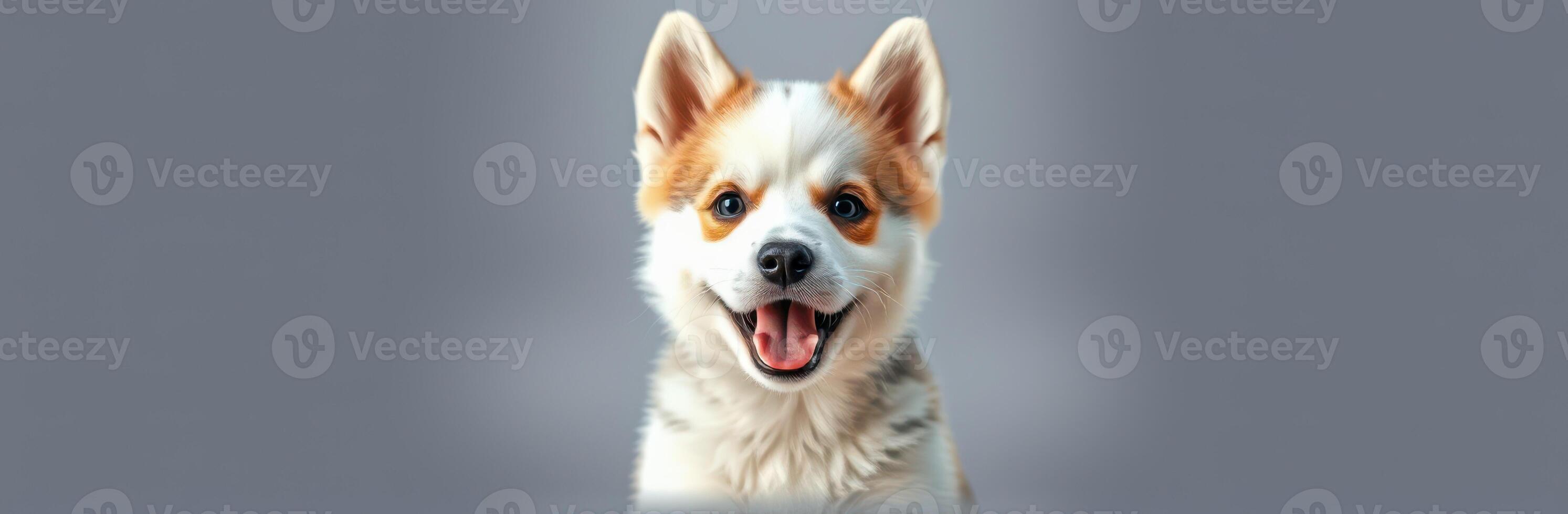 Happy corgi puppy with bright smile and fluffy fur in neutral background photo