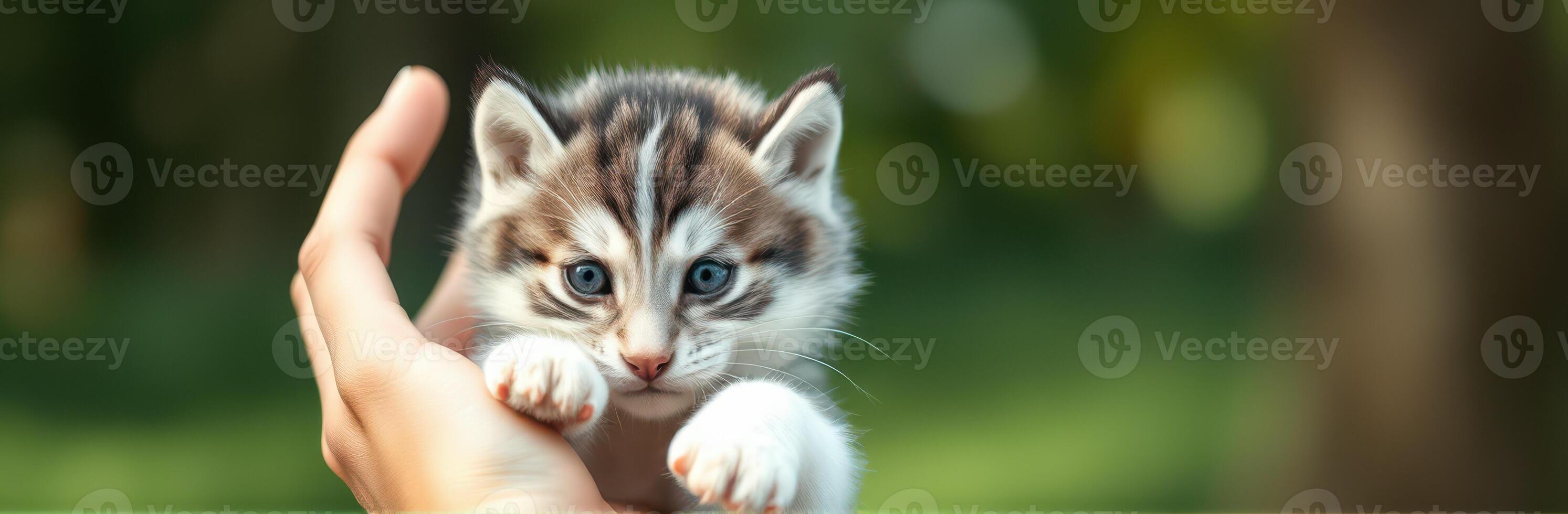 Cute kitten being held gently in a person's hand against a soft green background on a sunny day photo