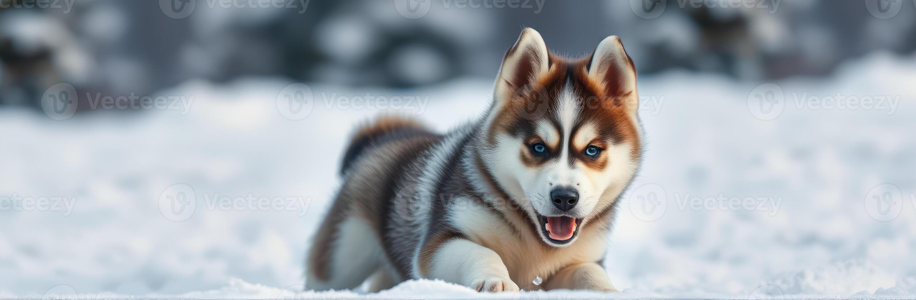 Playful husky puppy enjoys winter snow, capturing the joy of a snowy day in a serene landscape photo