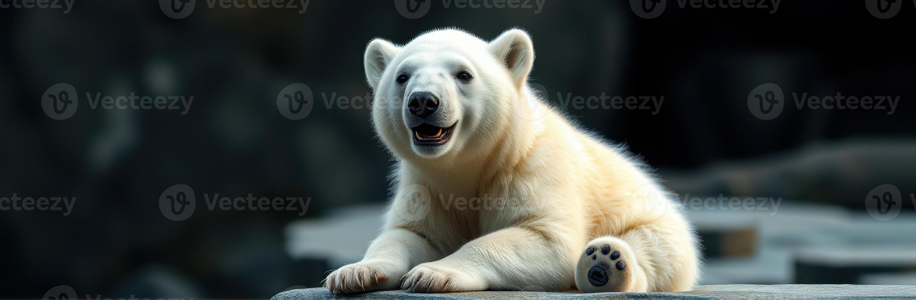 Cute polar bear cub relaxing on a rocky surface in a habitat conservation area during the afternoon light photo