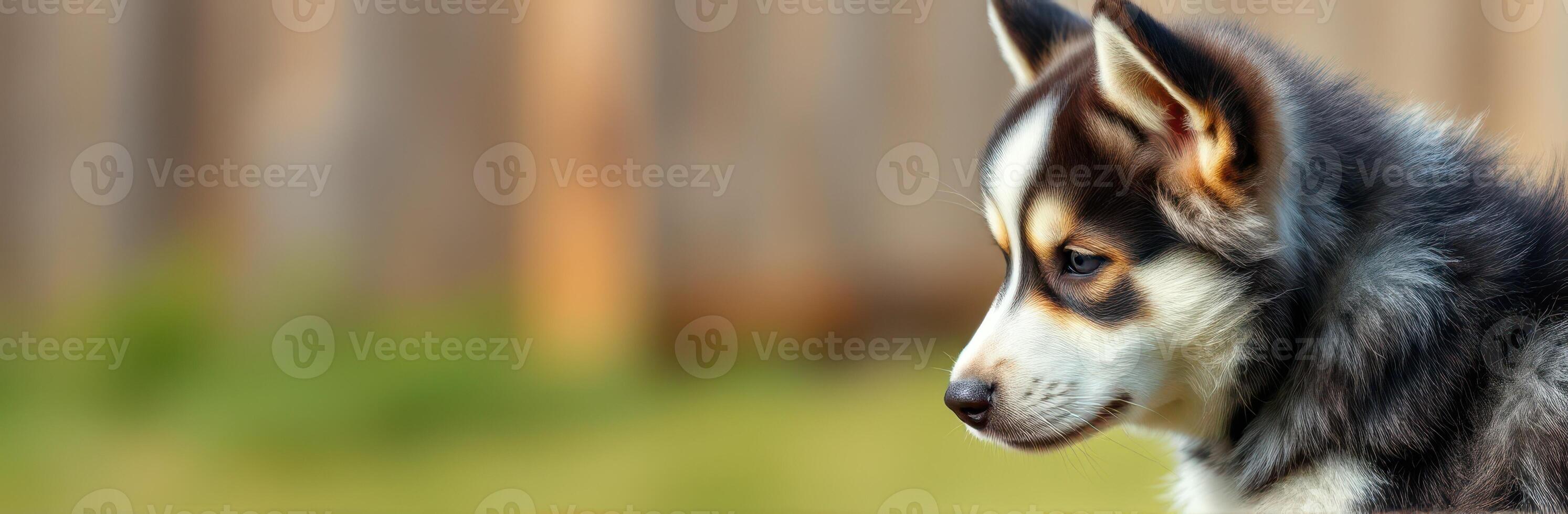Playful husky puppy exploring a lush green yard in the warm afternoon sun photo