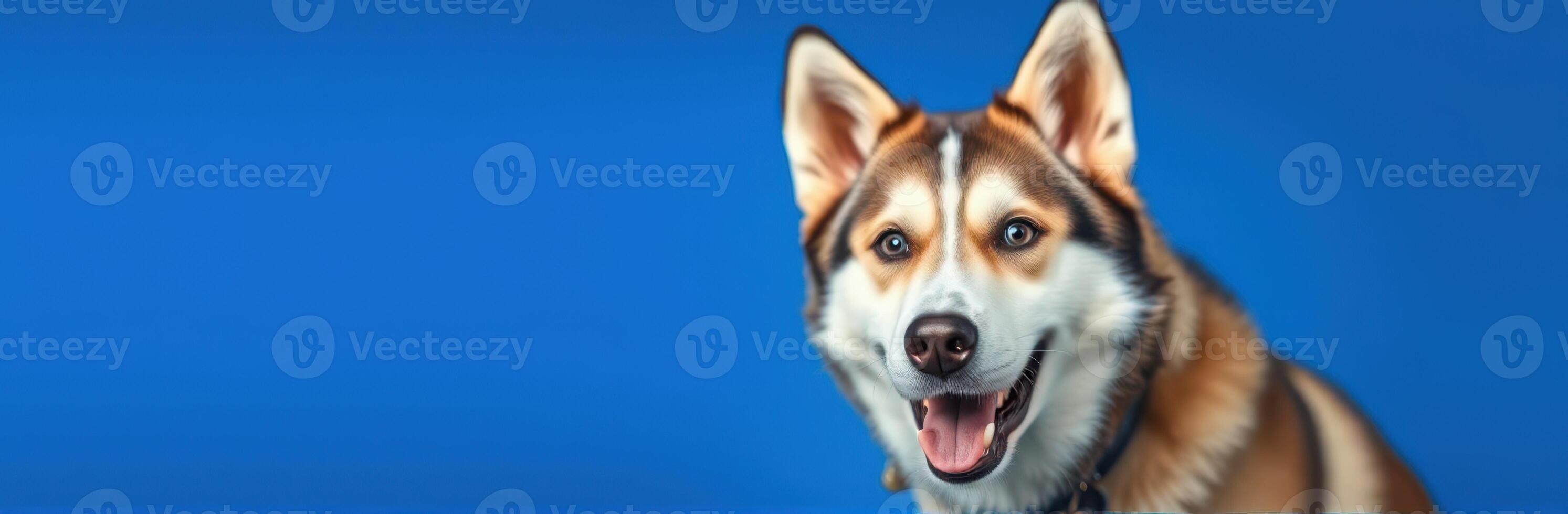 Playful husky with bright blue background showcases friendly demeanor and captivating smile photo