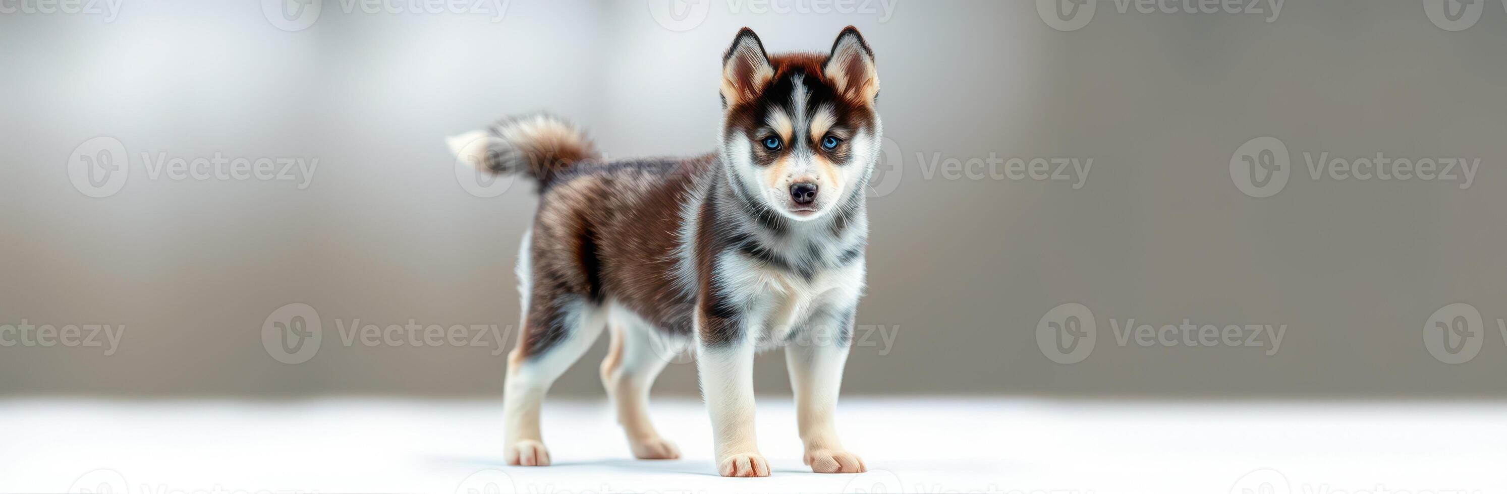 Cute husky puppy stands alert on a simple background, showcasing distinct fur patterns and playful demeanor photo