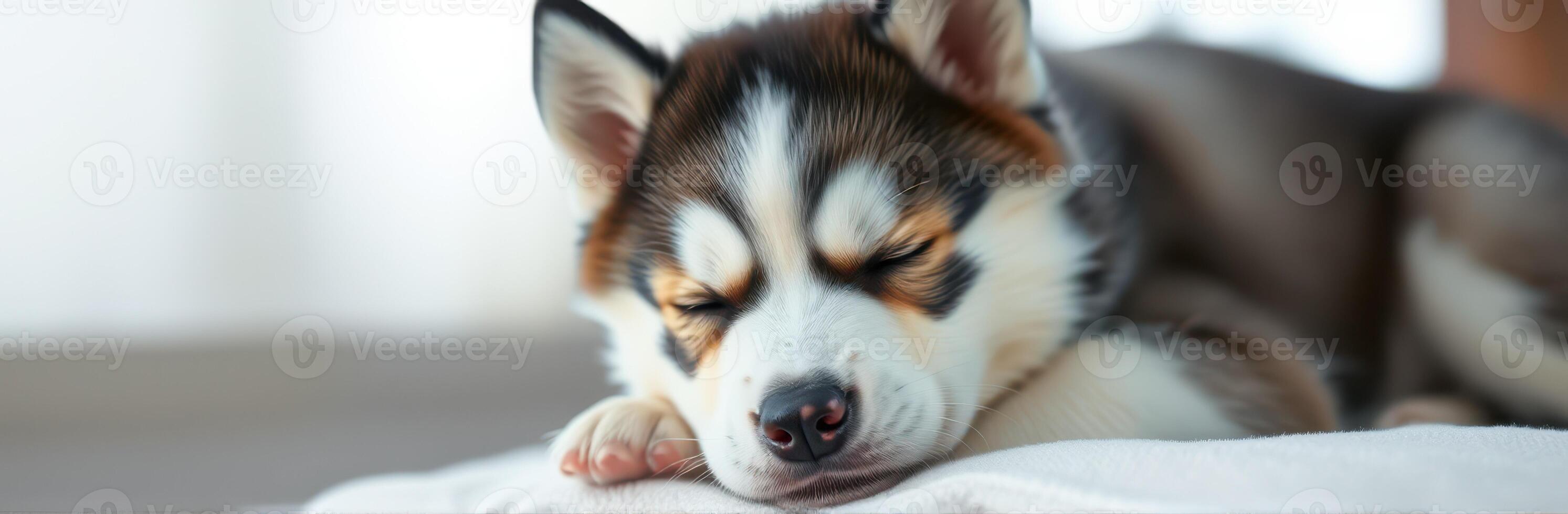 Happy husky puppy sleeping peacefully indoors in a cozy setting during daytime photo