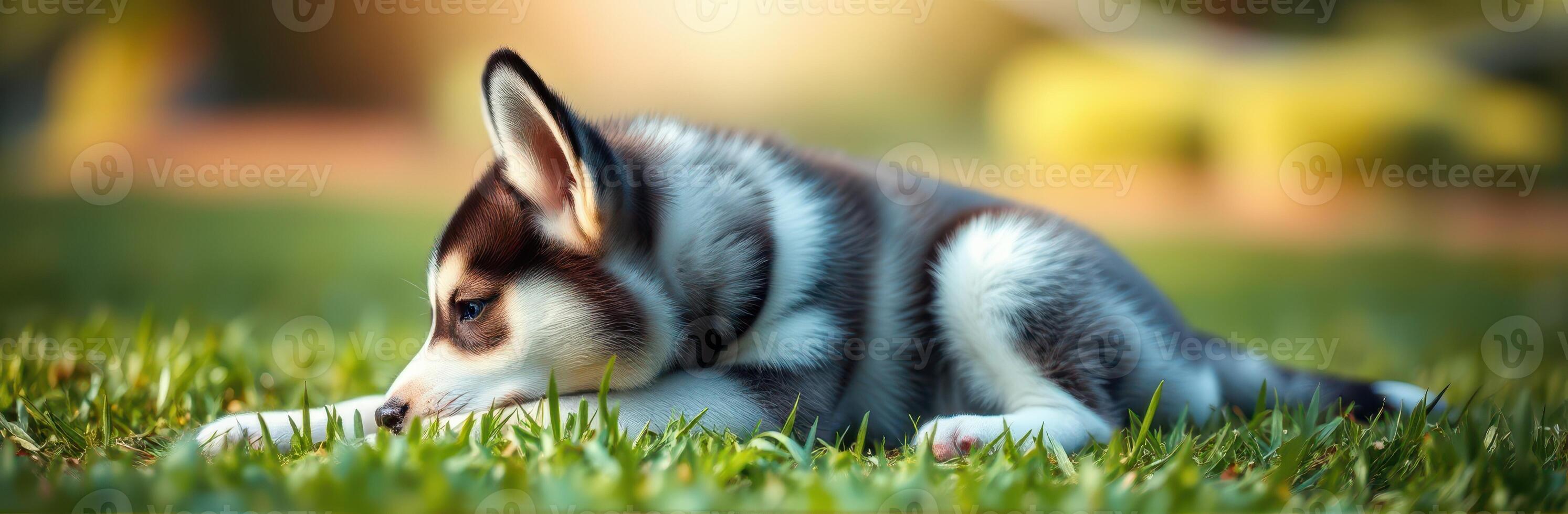 Playful husky puppy relaxing on green grass in a sunny garden during the afternoon photo