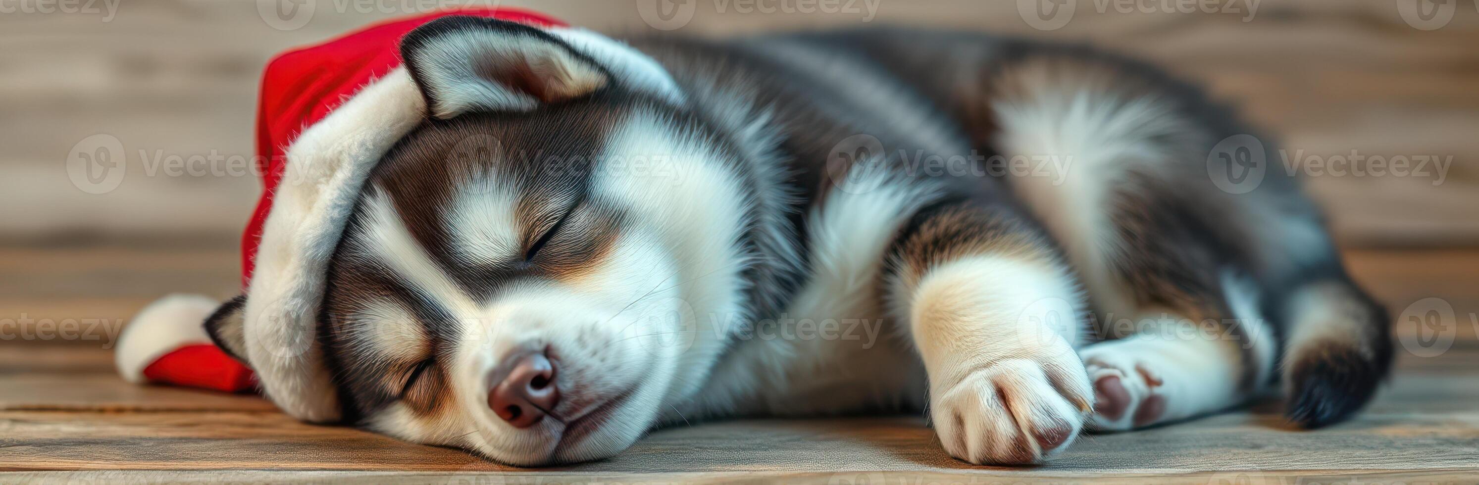 Sleepy husky puppy wearing Santa hat rests on wooden floor during the festive season photo