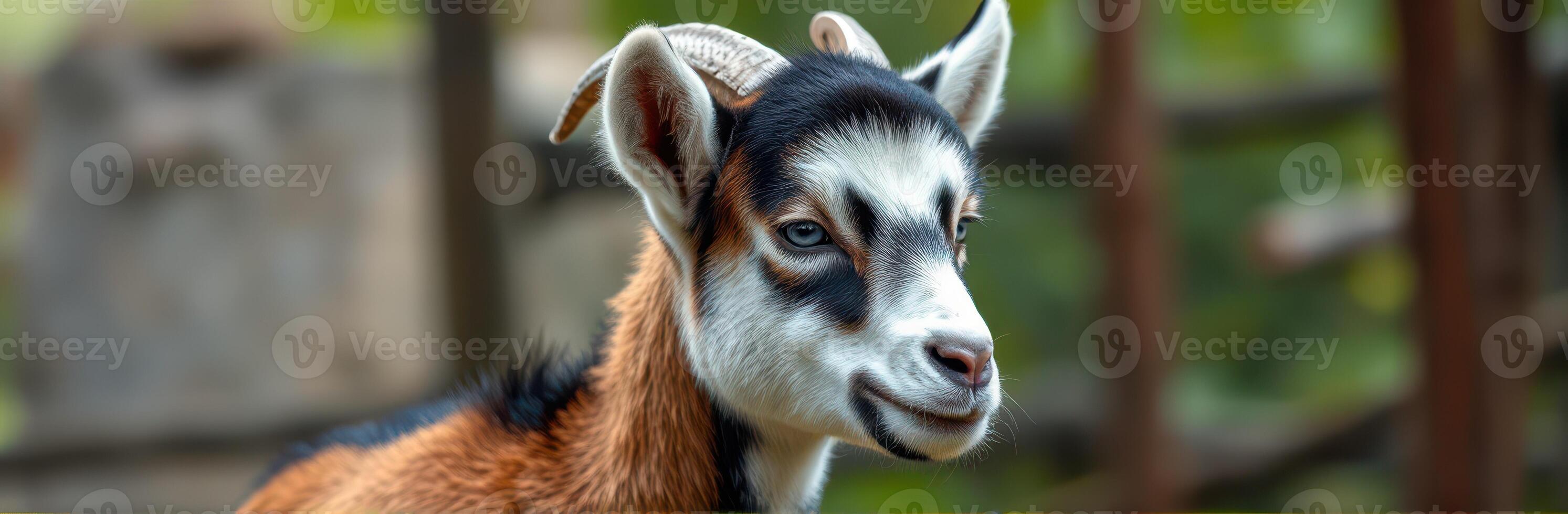Young goat standing in a lush green environment with a playful expression during daylight hours photo