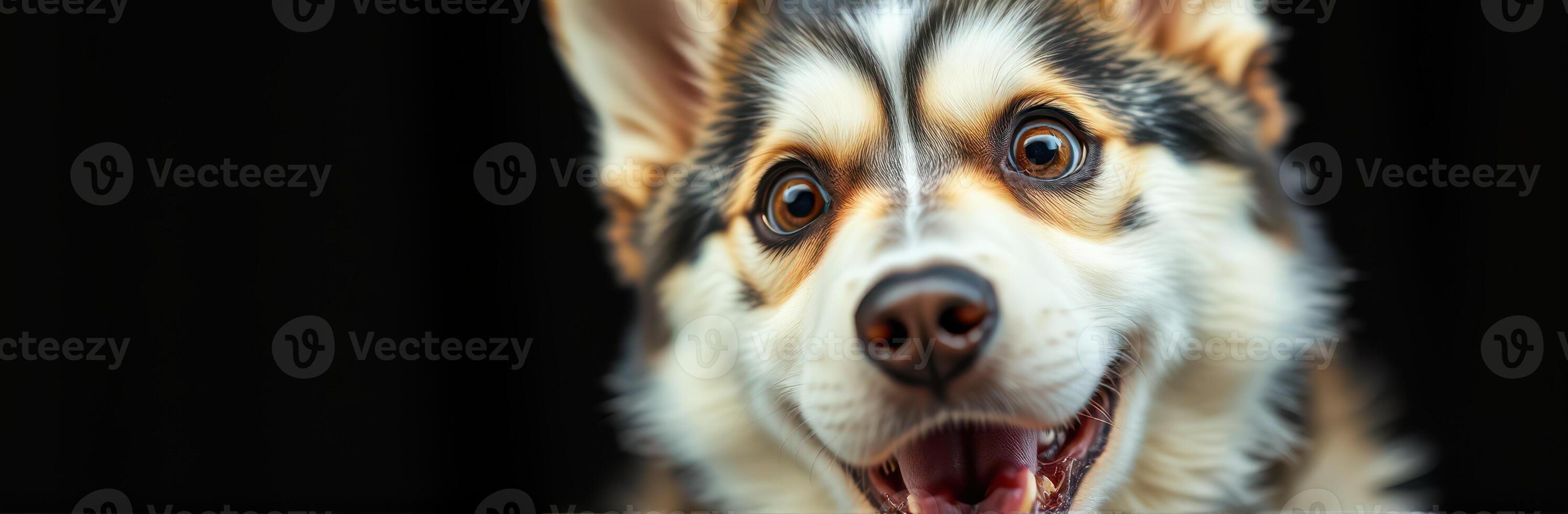 Excited dog displaying cheerful expression in a dark studio setting photo