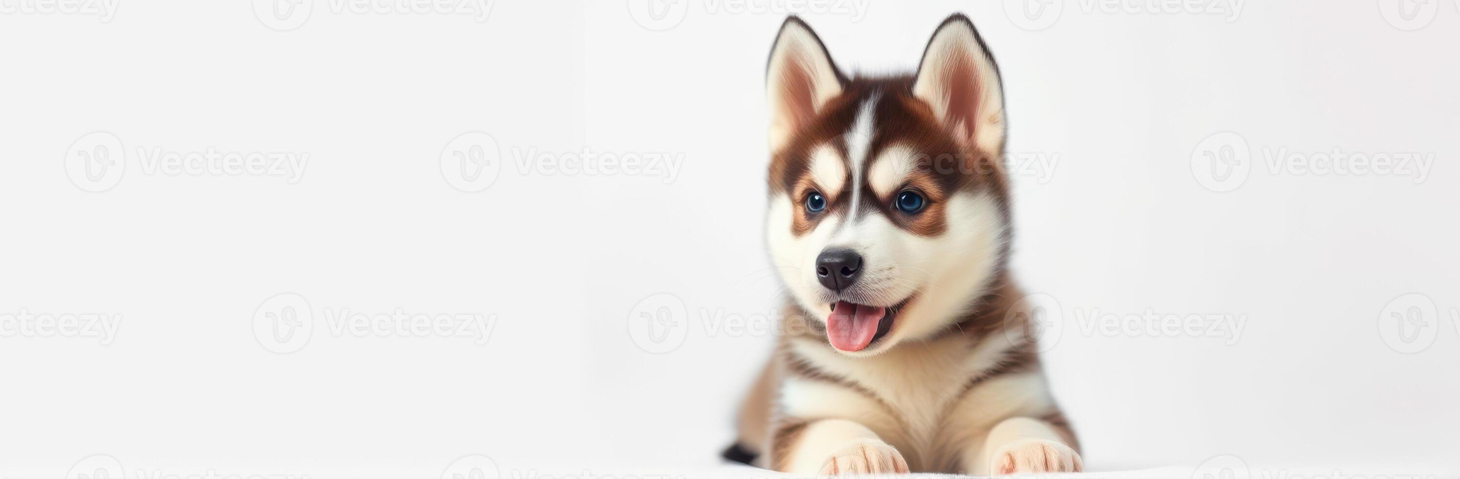 Cute husky puppy with striking eyes smiling while lying on a white background photo