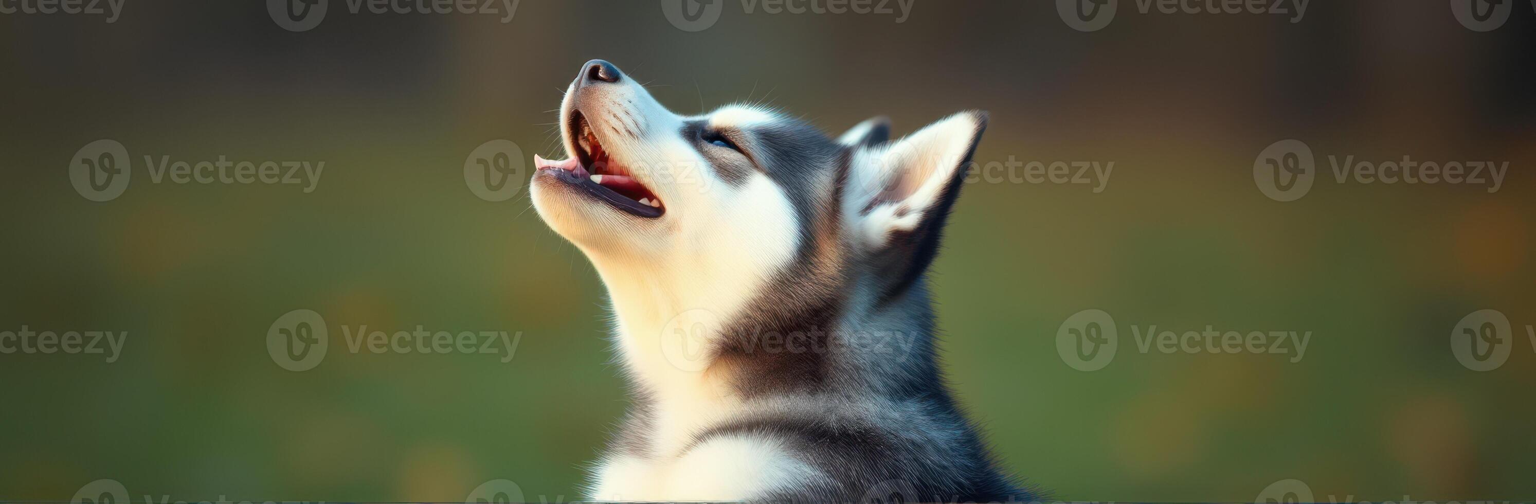 Husky dog howling with joy in a natural setting during golden hour in a lush green landscape photo