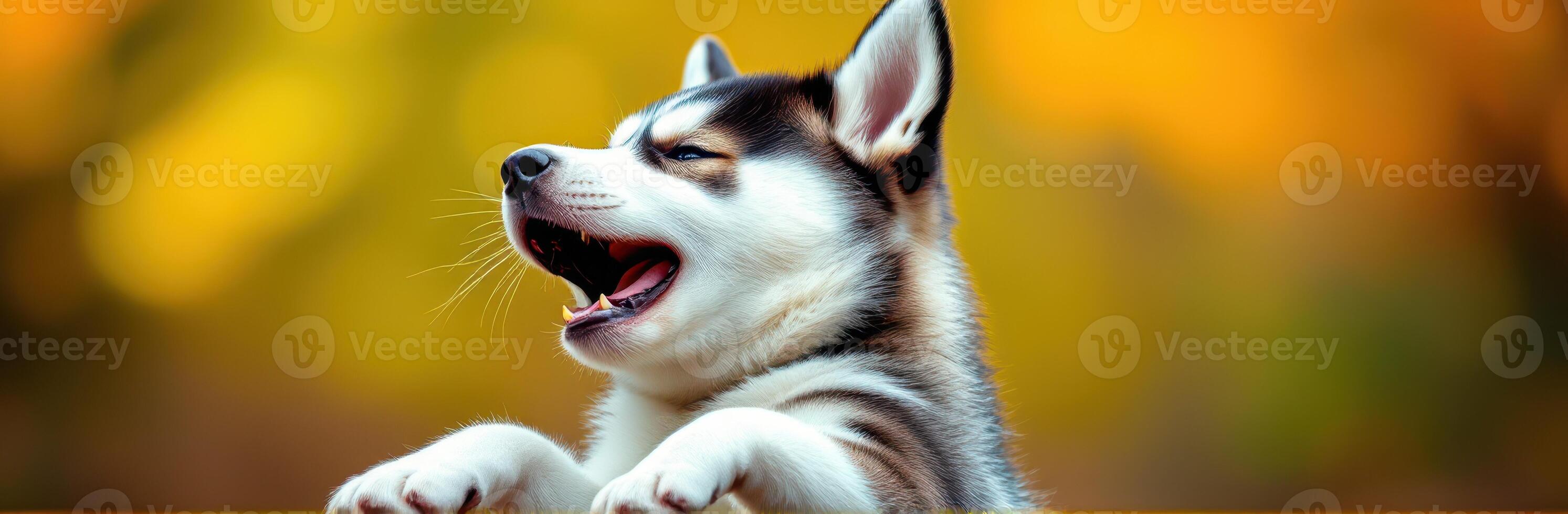 Happy husky puppy enjoying a sunny day outdoors and playfully resting with paws on a low fence photo