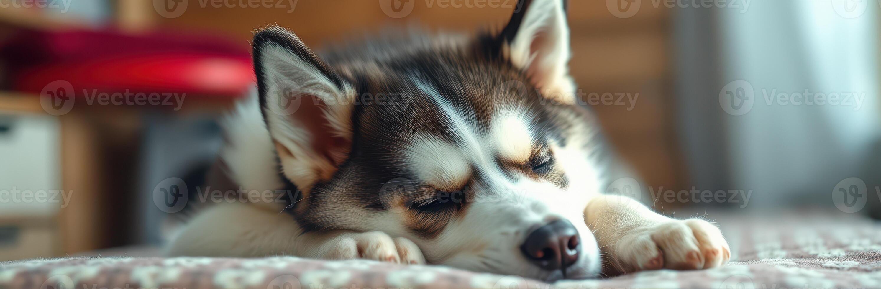 A husky dog peacefully sleeping on a cozy blanket in a warm indoor setting during the day photo