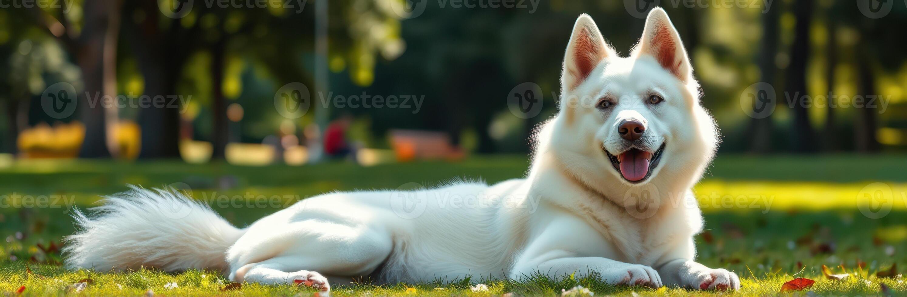 White Dog Relaxing in Autumn Leaves at Park. Happy Canine Companion Enjoying Nature photo