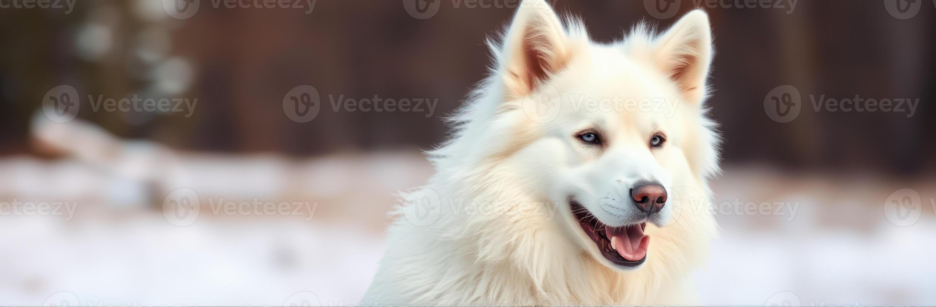Fluffy White Samoyed Dog with Blue Eyes Smiling in Winter Wonderland Background photo