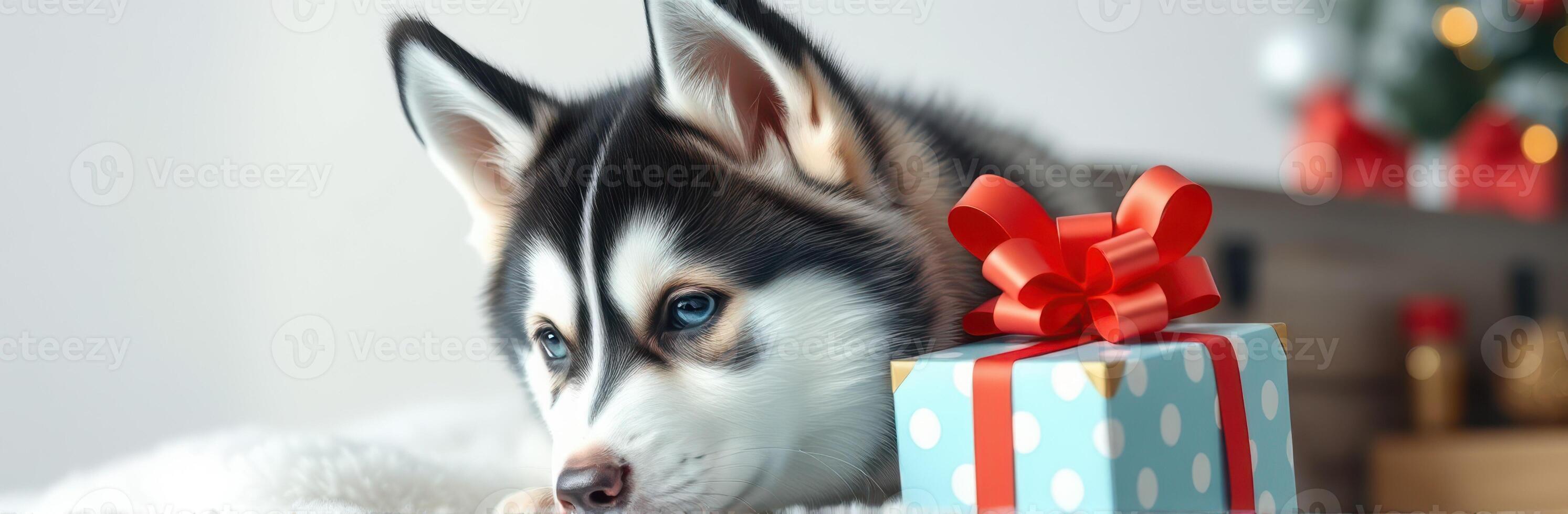 Adorable Siberian Husky Puppy Snuggling with Colorful Gift Box and Red Bow for Festive Holiday Celebration photo