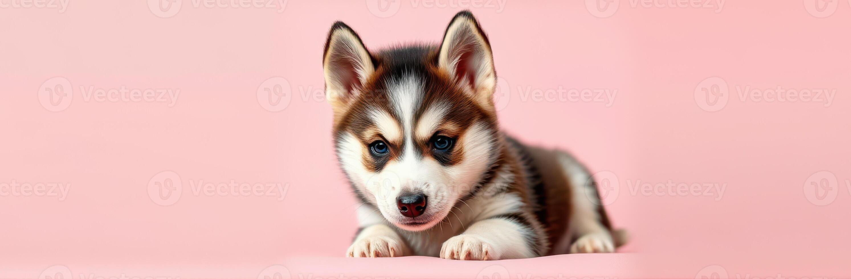 Cute and Adorable Fluffy Puppy Sitting Against a Pink Background - Captivating Portrait of a Happy Siberian Husky with Tiny Paws and Playful Expression photo