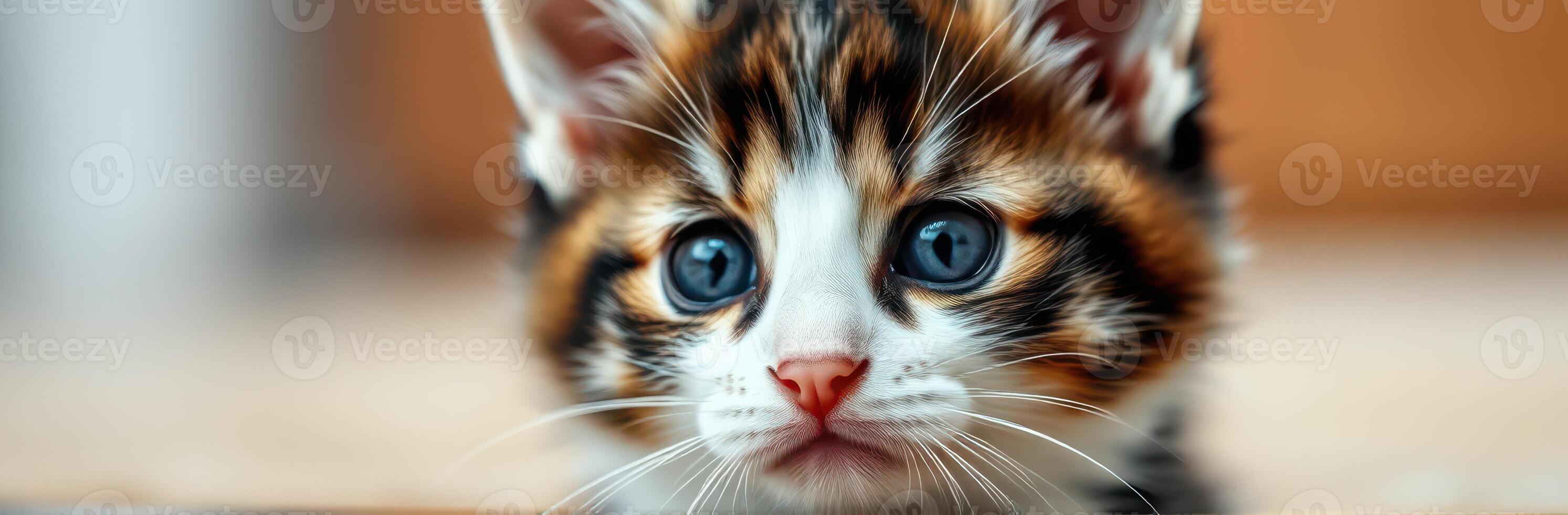 Cute and Adorable Kitten with Blue Eyes. Playful Calico Cat Portrait in Soft Focus and Vibrant Colors photo