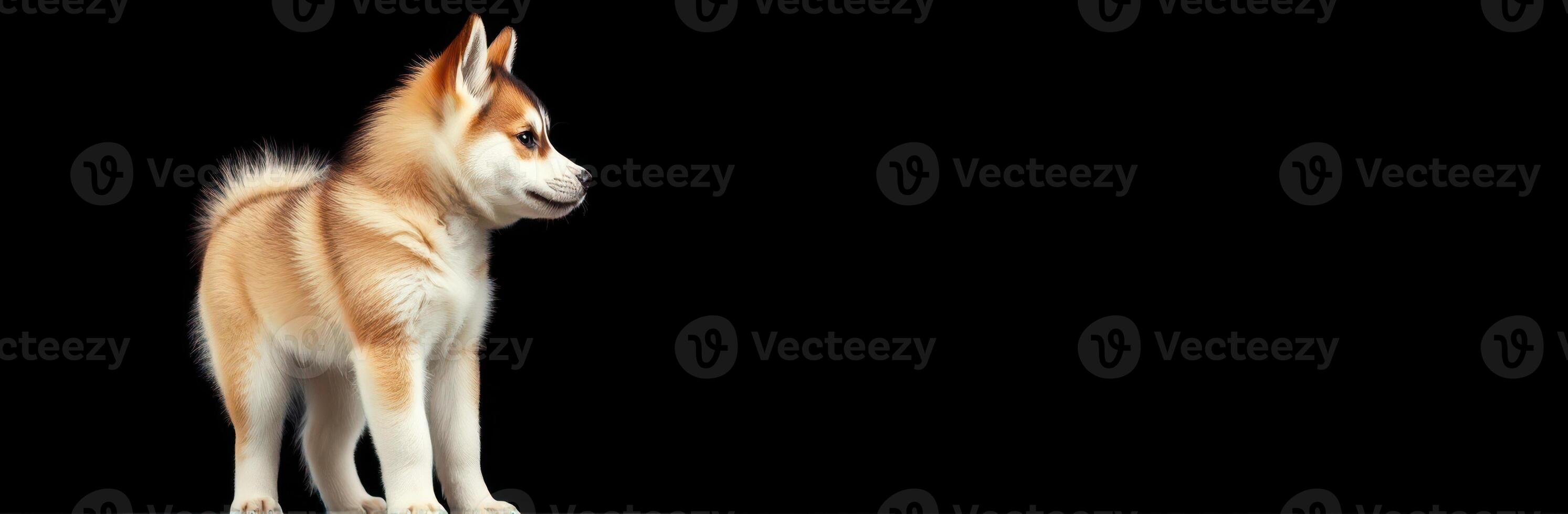 Cute Puppy Siberian Husky Portrait on Black Background - Adorable Young Dog with Fluffy Fur and Playful Expression photo