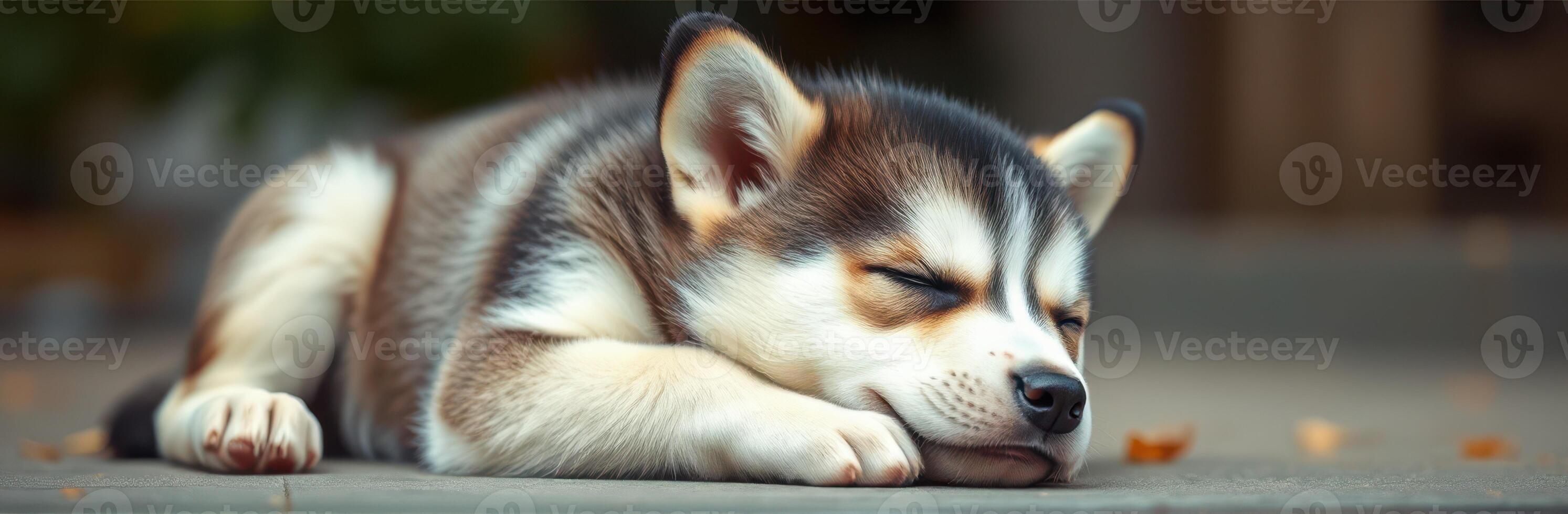 Adorable Sleeping Siberian Husky Puppy in Nature, Relaxed and Peaceful with Soft Light and Blurred Background photo
