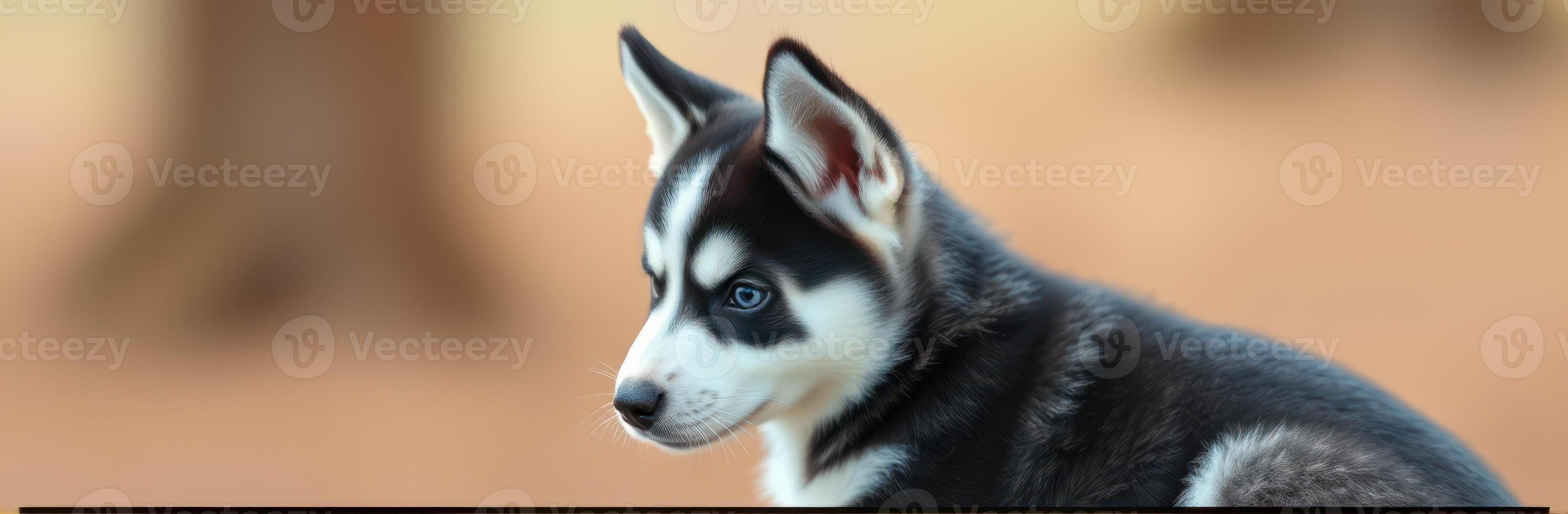 Cute and Playful Siberian Husky Puppy with Blue Eyes and Fluffy Fur in Nature Background - Adorable Close-Up Portrait for Dog Lovers photo