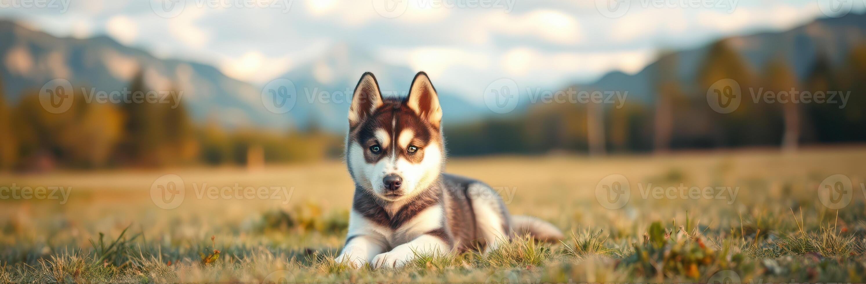 Cute Siberian Husky Puppy with Blue Eyes Playing in a Scenic Meadow under a Sunset in the Wilderness photo