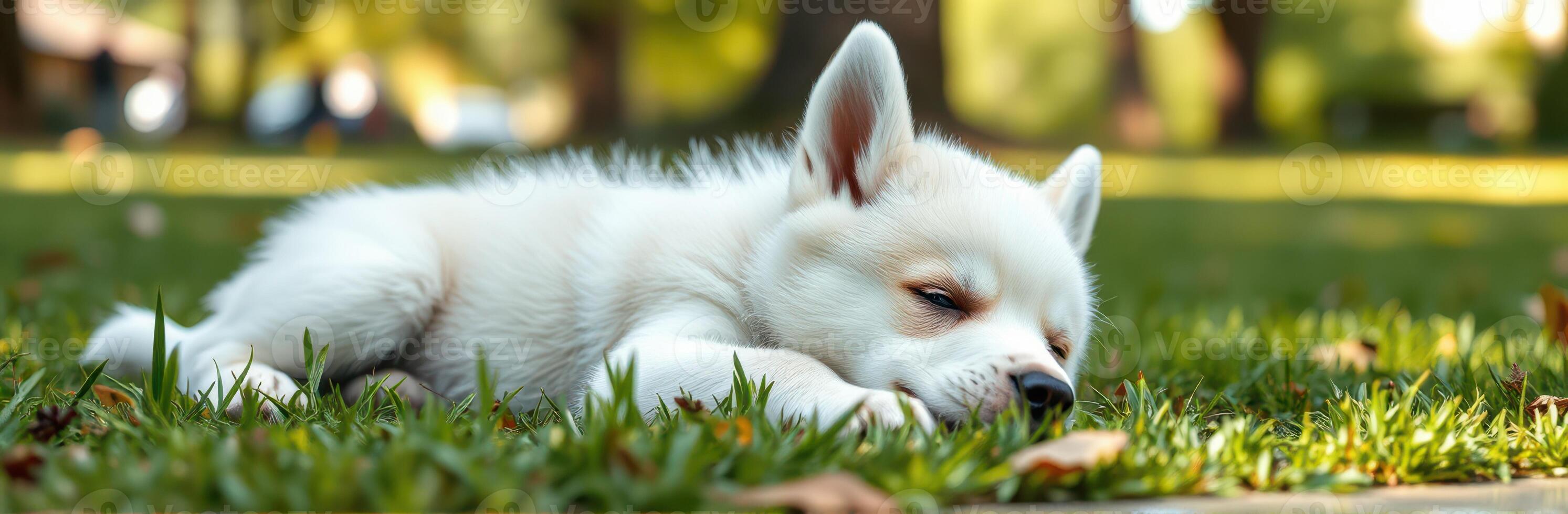 Cute Adorable Sleeping Puppy with White Fur in a Sunny Park Garden. Closeup of Relaxed Young Dog Snoozing on Grass with Gentle Breeze and Background Blur photo