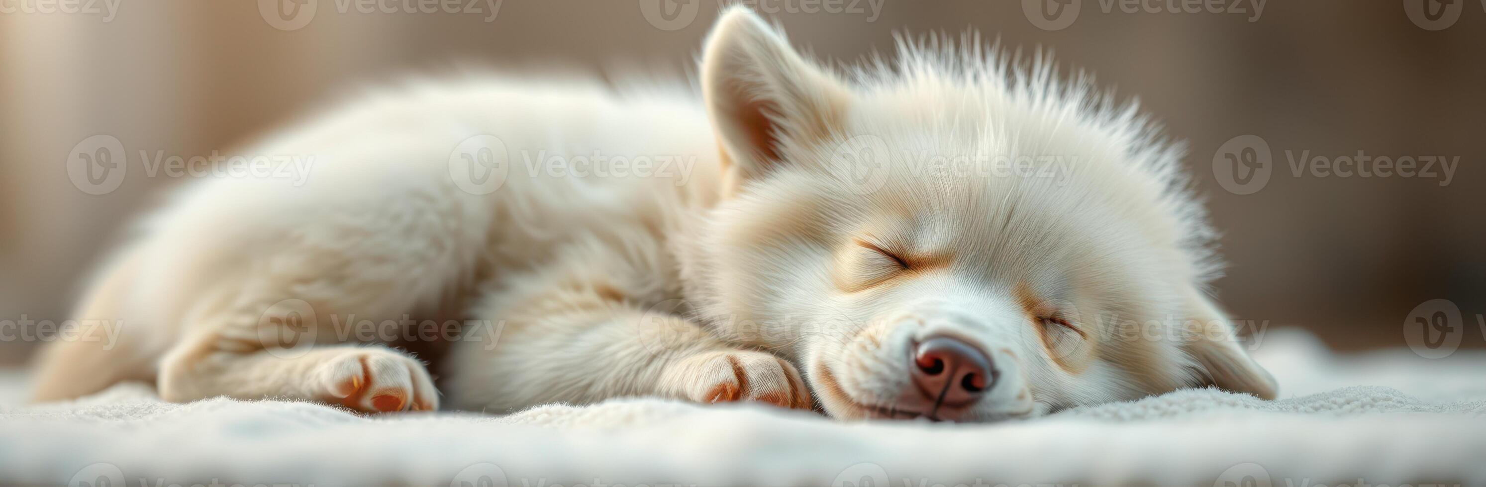 Cute Adorable Puppy Sleeping Peacefully with Fluffy White Fur on Cozy Bedding photo