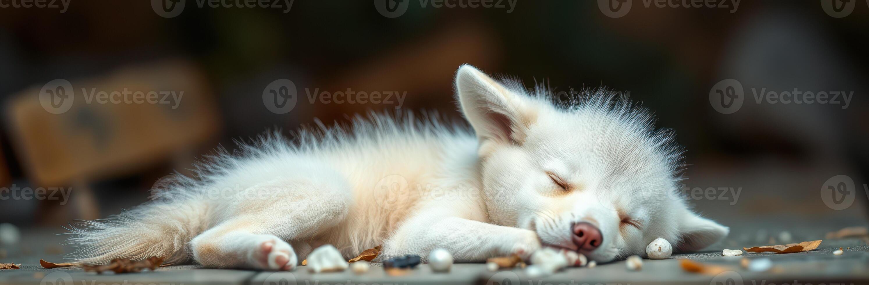 Sleeping Fennec Fox in Nature - Adorable Fluffy White Fur Relaxing Peacefully in a Calm Sunny Outdoor Setting photo