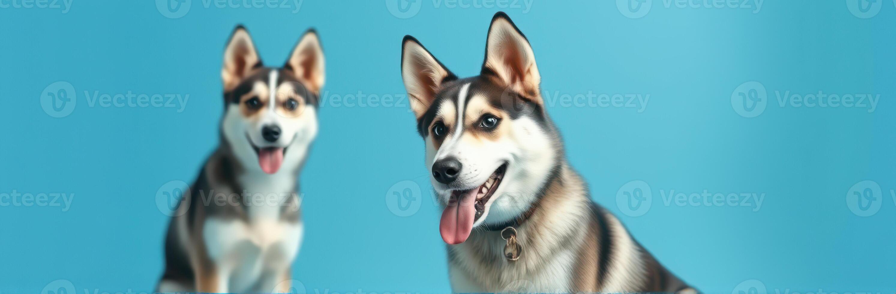 Siberian Husky Portraits. Happy Dogs Smiling on Blue Background - Pet Photography of Two Furry Companions photo