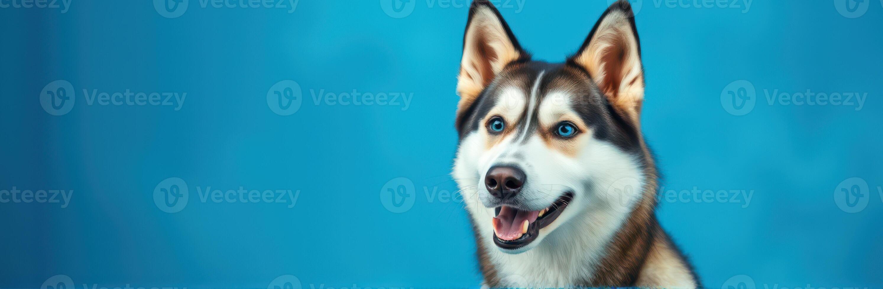 Siberian Husky Closeup Portrait with Blue Eyes and Happy Expression on Blue Background photo