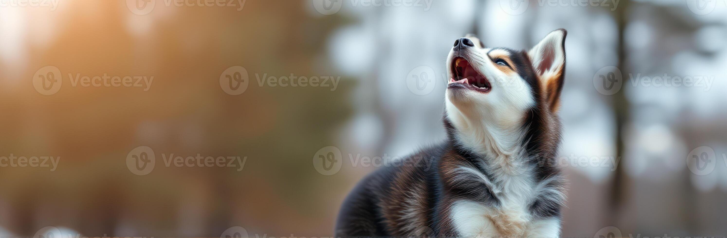 Smiling Siberian Husky Puppy Playing in Autumn Forest with Sunlight and Bokeh Background photo