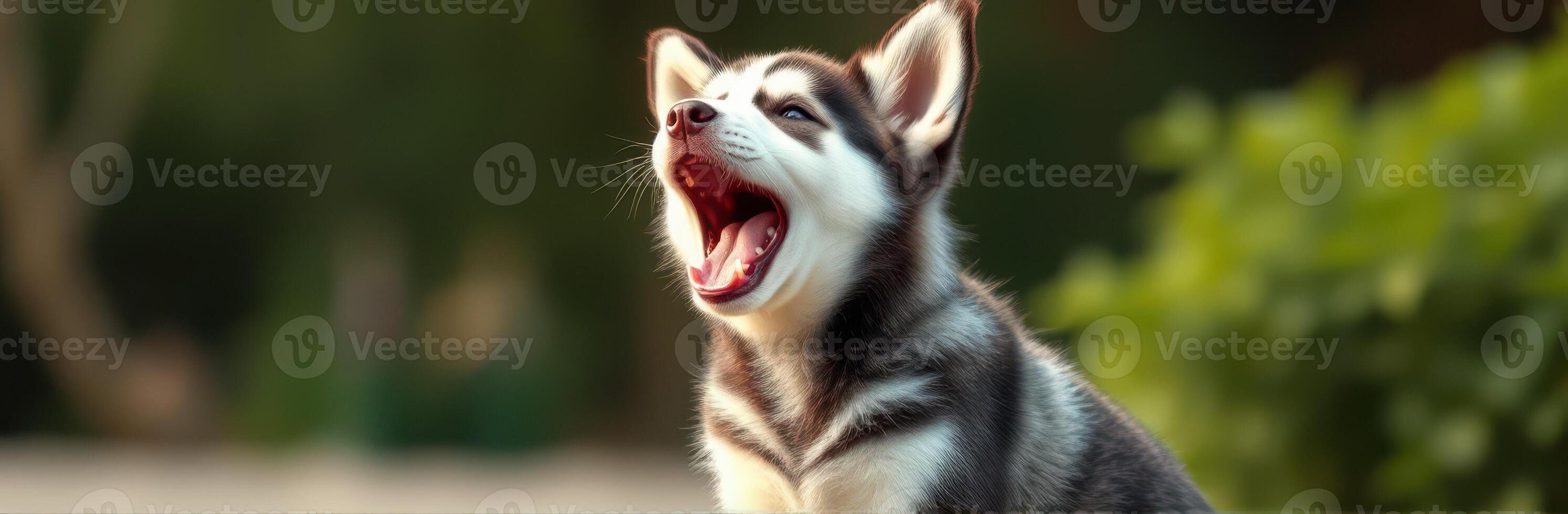 Cute Yawning Puppy Portrait of Adorable Fluffy Siberian Husky in Sunny Garden Setting with Vibrant Colors and Captivating Eyes photo