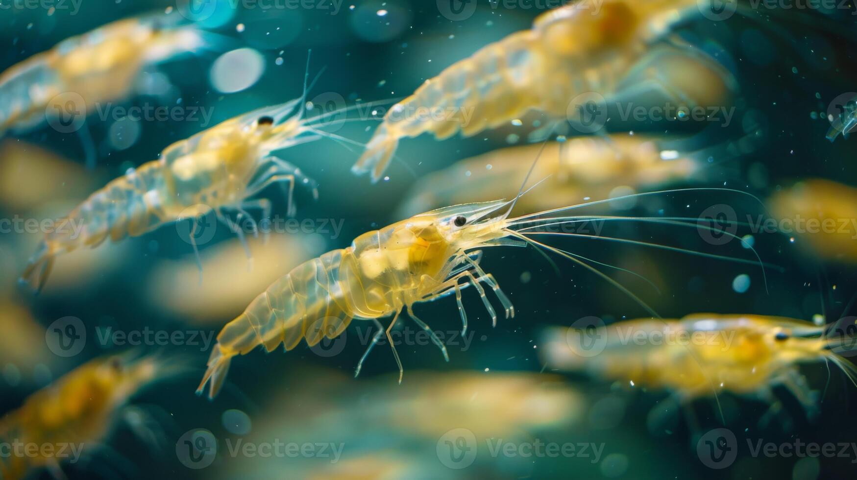 Numerous small shrimp glide effortlessly through a vibrant underwater environment, displaying delicate movements and transparent bodies while sunlight filters through the water. photo