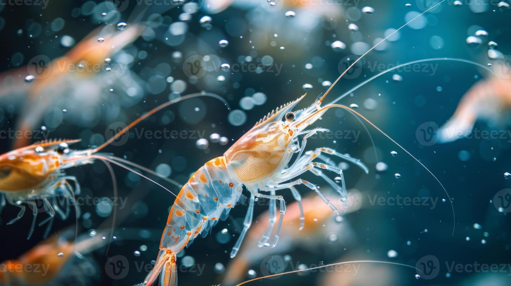 Colorful shrimp are lively as they swim through clear water, surrounded by bubbles and enhanced by sunlight filtering through the surface, creating an enchanting underwater view. photo