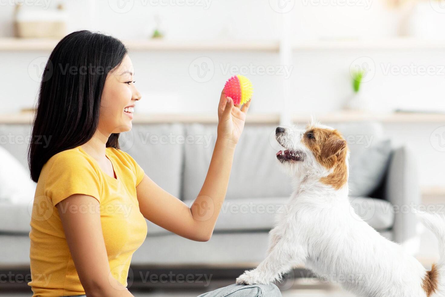 Female owner playing with joyful dog at home, happy young asian woman enjoying ball games with her cute fluffy jack russel terrier puppy, side view, copy space. Playing with dog concept photo