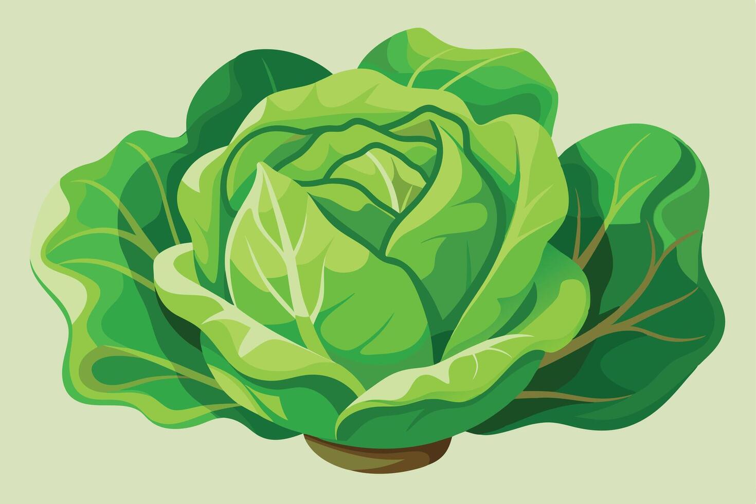 Illustration of a Head of Fresh Lettuce vector